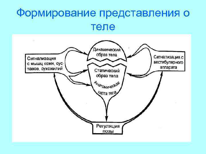 Формирование представления о теле 