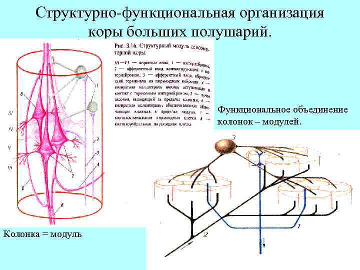 Структурно-функциональная организация коры больших полушарий. Функциональное объединение колонок – модулей. Колонка = модуль 