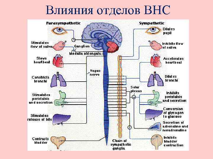 Влияния отделов ВНС 