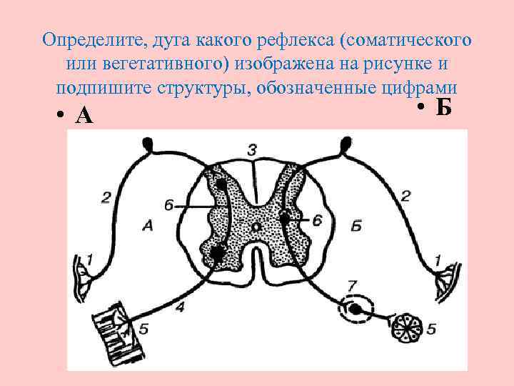 Каким номером на рисунке обозначена структура из которой в дальнейшем образуются мышцы животного