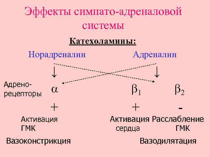 Симпато адреналовая система презентация