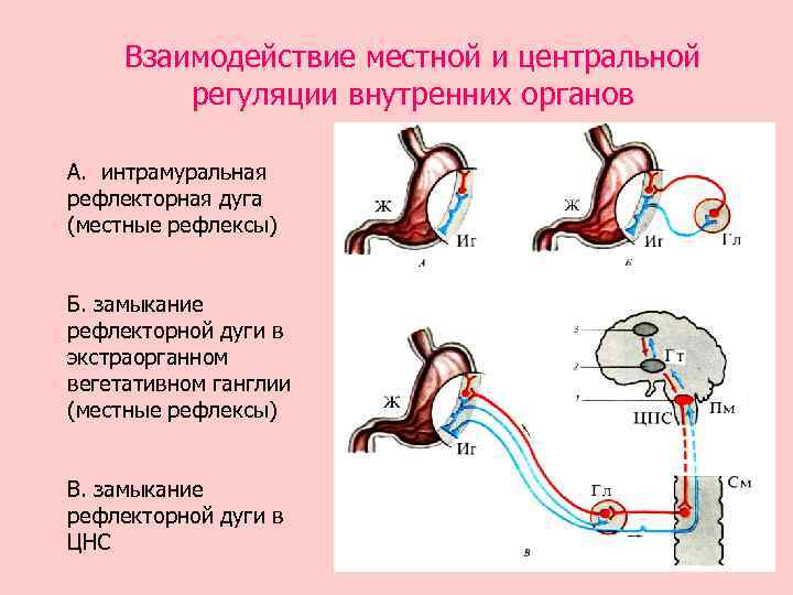 Желудочно желудочный рефлекс. Рефлекторная дуга моторики желудка. Нервная регуляция схема рефлекторной дуги. Схема рефлекторной дуги регуляции слюноотделения. Местные рефлексы рефлекторная дуга.