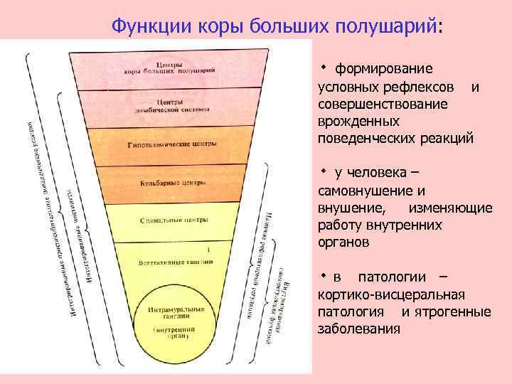 Функции коры больших полушарий: ٠ формирование условных рефлексов и совершенствование врожденных поведенческих реакций ٠