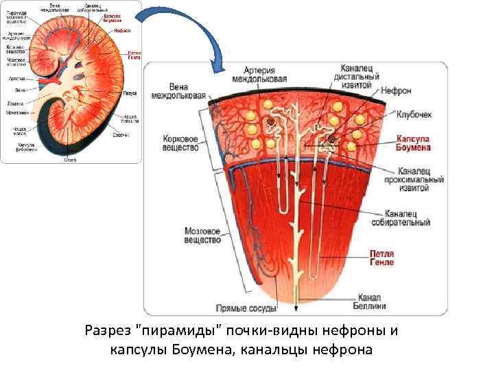 Разрез "пирамиды" почки-видны нефроны и капсулы Боумена, канальцы нефрона 
