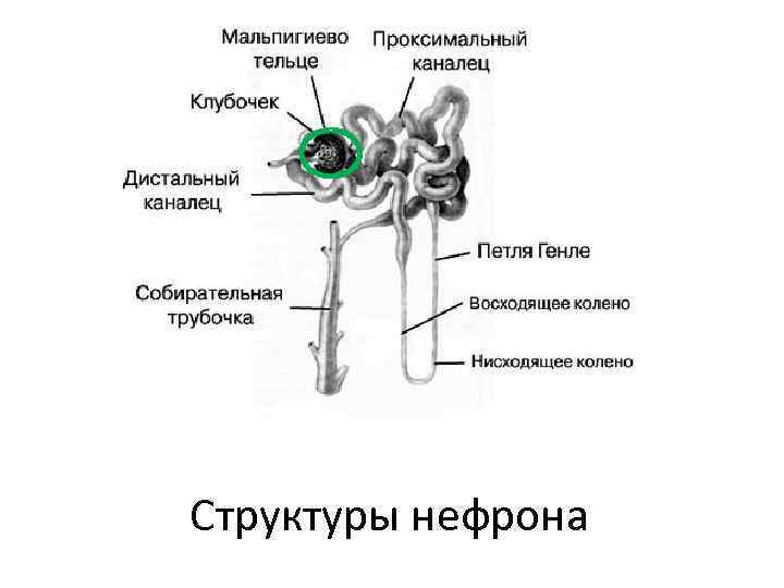 Структуры нефрона 