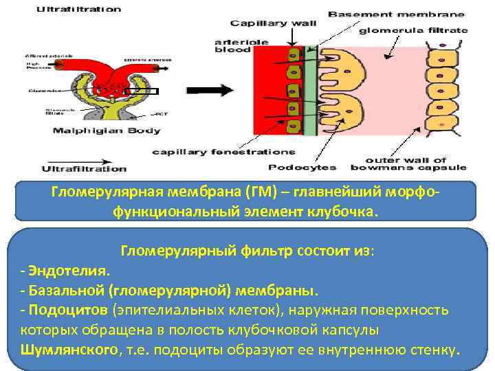 Гломерулярная мембрана (ГМ) – главнейший морфофункциональный элемент клубочка. Гломерулярный фильтр состоит из: - Эндотелия.