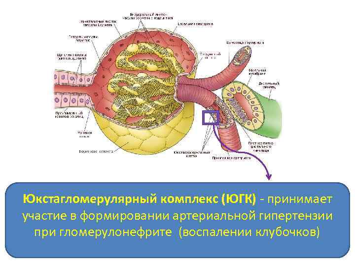 Юкстагломерулярный комплекс (ЮГК) - принимает участие в формировании артериальной гипертензии при гломерулонефрите (воспалении клубочков)