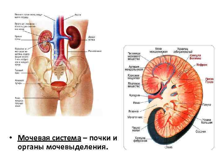  • Мочевая система – почки и органы мочевыделения. 