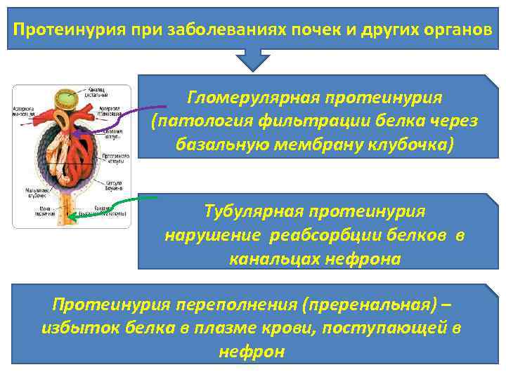 Протеинурия при заболеваниях почек и других органов Гломерулярная протеинурия (патология фильтрации белка через базальную