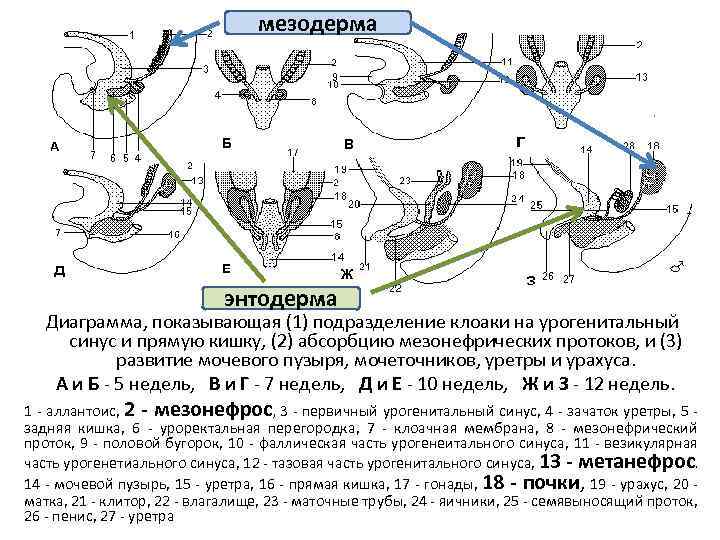 мезодерма энтодерма Диаграмма, показывающая (1) подразделение клоаки на урогенитальный синус и прямую кишку, (2)