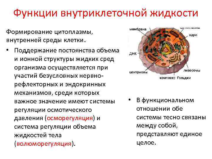 Функции внутриклеточной жидкости Формирование цитоплазмы, внутренней среды клетки. • Поддержание постоянства объема и ионной