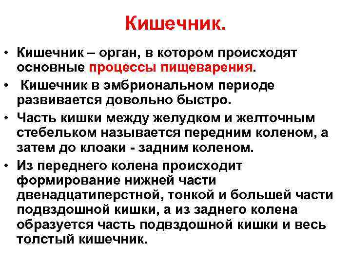Кишечник. • Кишечник – орган, в котором происходят основные процессы пищеварения. • Кишечник в