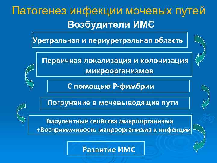 Патогенез инфекции мочевых путей Возбудители ИМС Уретральная и периуретральная область Первичная локализация и колонизация