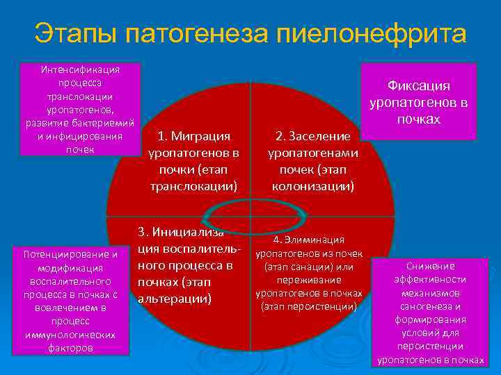 Этапы патогенеза пиелонефрита Интенсификация процесса транслокации уропатогенов, развитие бактериемий и инфицирования почек Потенциирование и