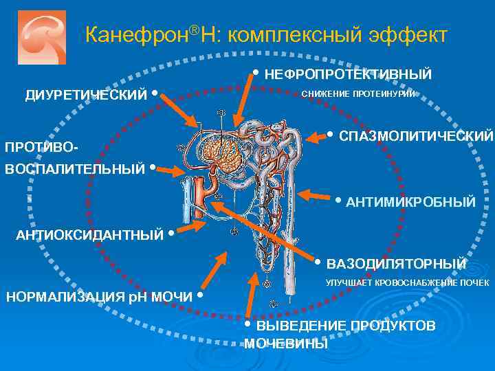 Канефрон®Н: комплексный эффект ДИУРЕТИЧЕСКИЙ • ПРОТИВО- • НЕФРОПРОТЕКТИВНЫЙ СНИЖЕНИЕ ПРОТЕИНУРИИ • СПАЗМОЛИТИЧЕСКИЙ ВОСПАЛИТЕЛЬНЫЙ •