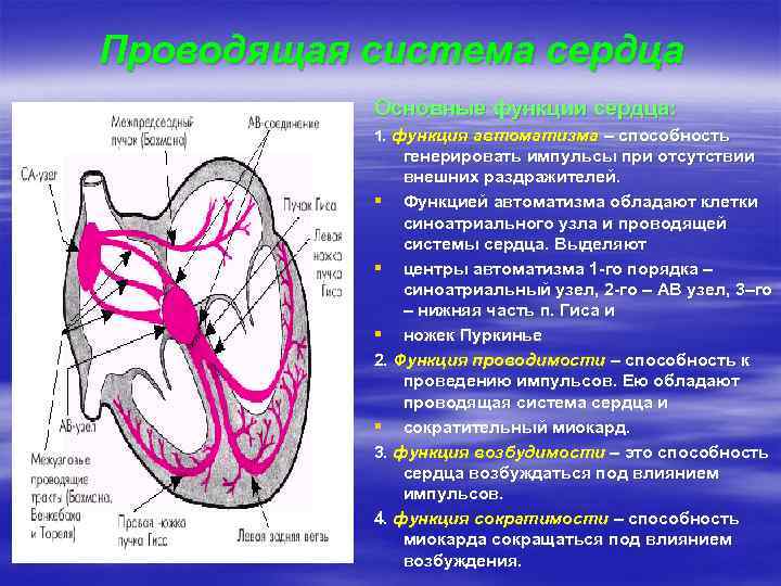 Проводящая система сердца Основные функции сердца: 1. функция автоматизма – способность генерировать импульсы при