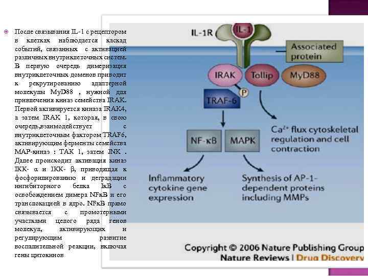  После связывания IL 1 с рецептором в клетках наблюдается каскад событий, связанных с