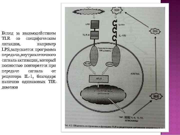 Вслед за взаимодействием TLR со специфическим лигандов, например LPS, запускается программа передачи, внутриклеточного сигнала