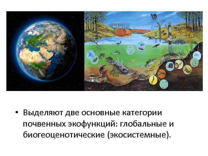  • Выделяют две основные категории почвенных экофункций: глобальные и биогеоценотические (экосистемные). 