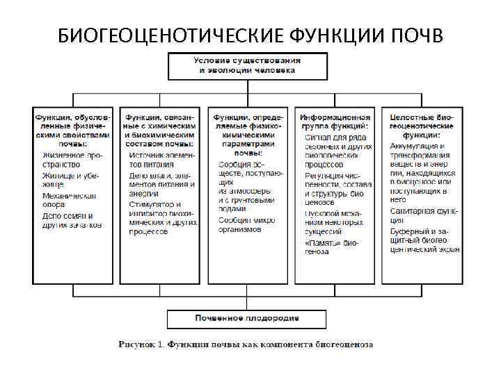 БИОГЕОЦЕНОТИЧЕСКИЕ ФУНКЦИИ ПОЧВ 