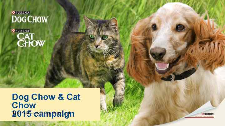 Dog Chow & Cat Chow Тренинговые материалы 2015 campaign 