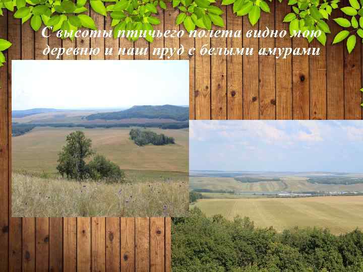 С высоты птичьего полета видно мою деревню и наш пруд с белыми амурами 