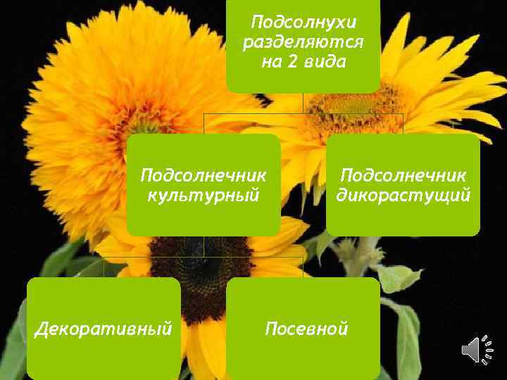 Подсолнухи разделяются на 2 вида Подсолнечник культурный Декоративный Подсолнечник дикорастущий Посевной 