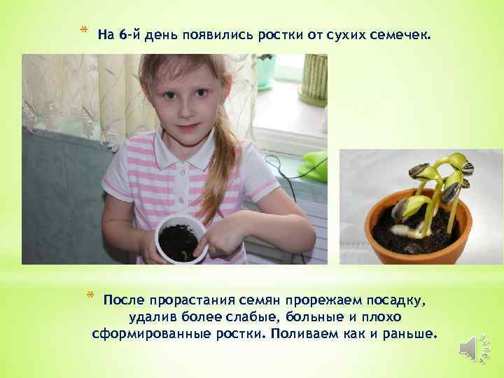 * На 6 -й день появились ростки от сухих семечек. * После прорастания семян