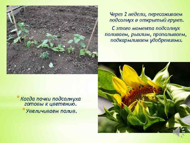 Через 2 недели, пересаживаем подсолнух в открытый грунт. С этого момента подсолнух поливаем, рыхлим,