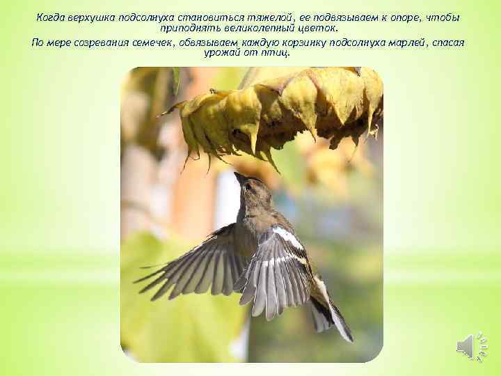 Когда верхушка подсолнуха становиться тяжелой, ее подвязываем к опоре, чтобы приподнять великолепный цветок. По