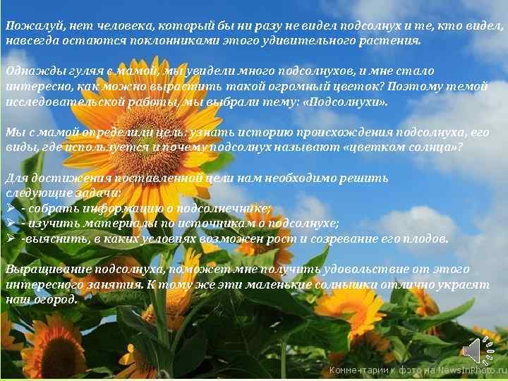 Пожалуй, нет человека, который бы ни разу не видел подсолнух и те, кто видел,