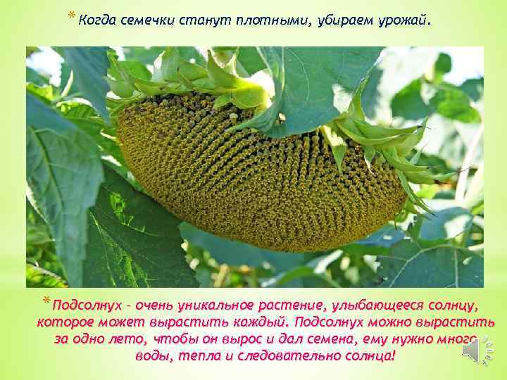 * Когда семечки станут плотными, убираем урожай. * Подсолнух – очень уникальное растение, улыбающееся
