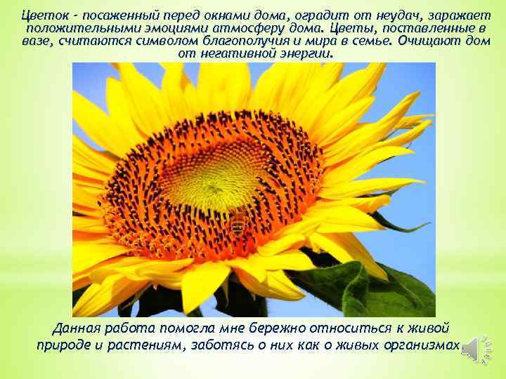 Цветок - посаженный перед окнами дома, оградит от неудач, заражает положительными эмоциями атмосферу дома.