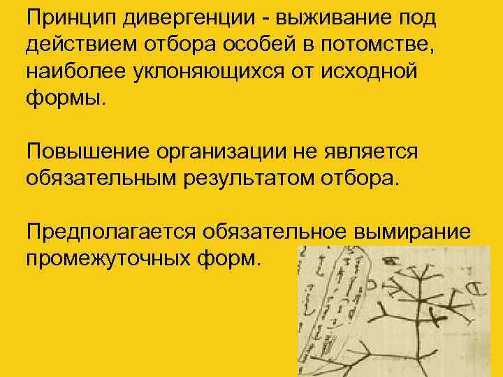 Принцип дивергенции - выживание под действием отбора особей в потомстве, наиболее уклоняющихся от исходной