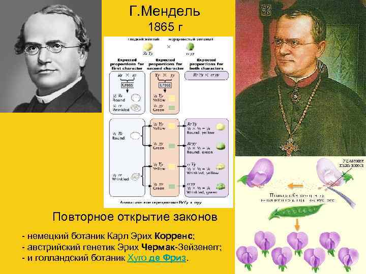 Г. Мендель 1865 г Повторное открытие законов - немецкий ботаник Карл Эрих Корренс; -