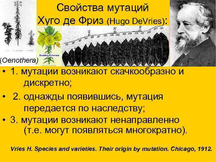 Свойства мутаций Хуго де Фриз (Hugo De. Vries): (Oenothera) • 1. мутации возникают скачкообразно