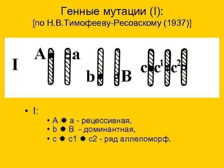 Генные мутации (I): [по Н. В. Тимофееву-Ресовскому (1937)] • I: • A a -