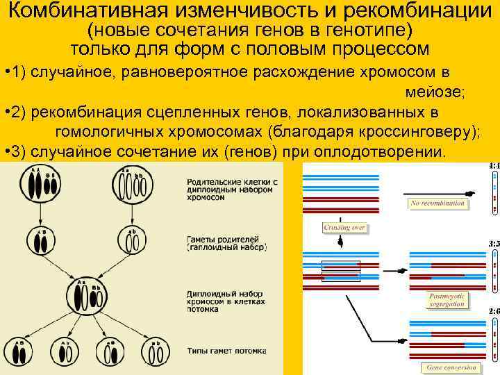 Комбинативная изменчивость и рекомбинации (новые сочетания генов в генотипе) только для форм с половым