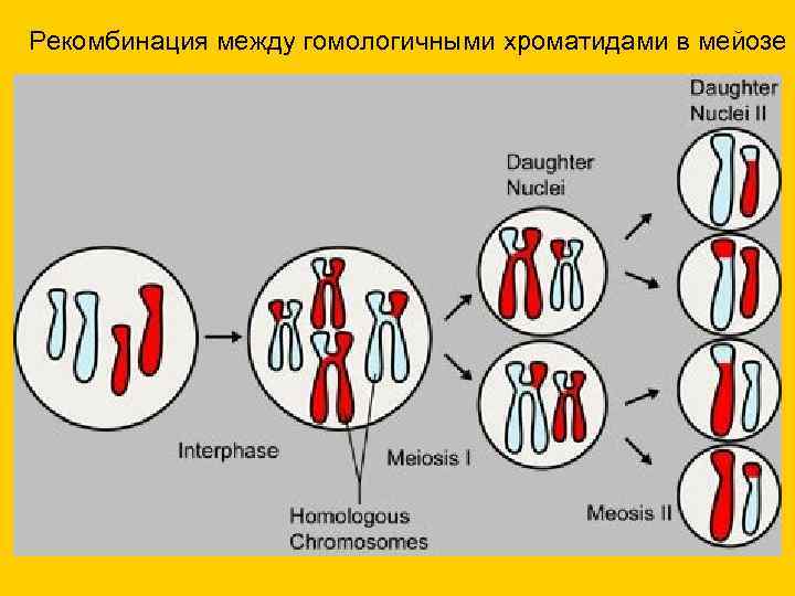 Рекомбинация между гомологичными хроматидами в мейозе 