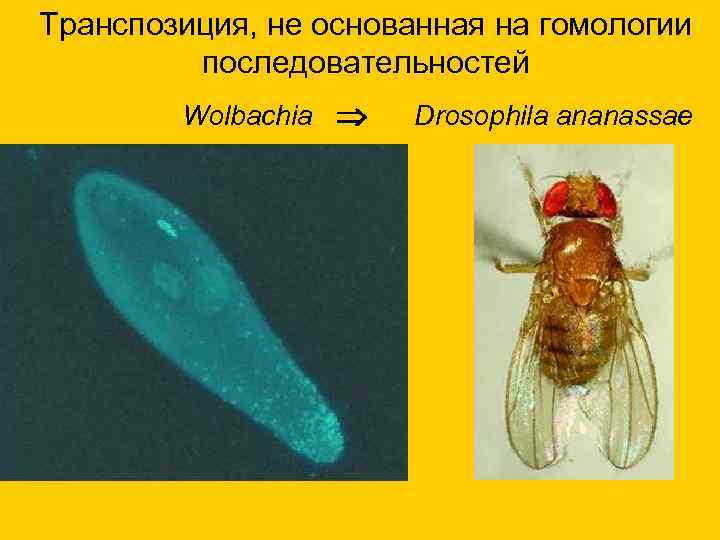Транспозиция, не основанная на гомологии последовательностей Wolbachia Drosophila ananassae 