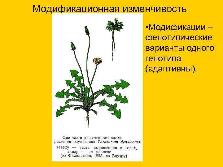 Модификационная изменчивость • Модификации – фенотипические варианты одного генотипа (адаптивны). 