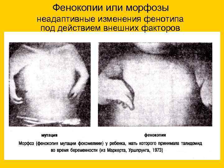 Фенокопии или морфозы неадаптивные изменения фенотипа под действием внешних факторов 