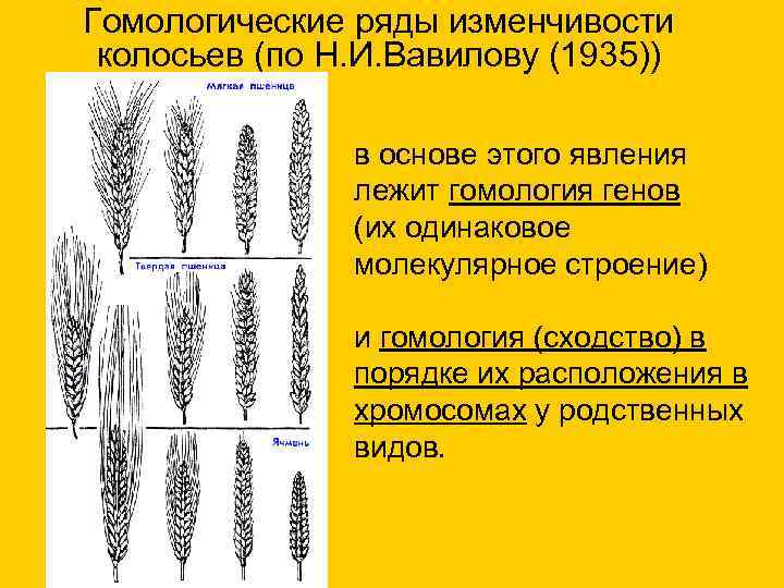 Гомологические ряды изменчивости колосьев (по Н. И. Вавилову (1935)) в основе этого явления лежит