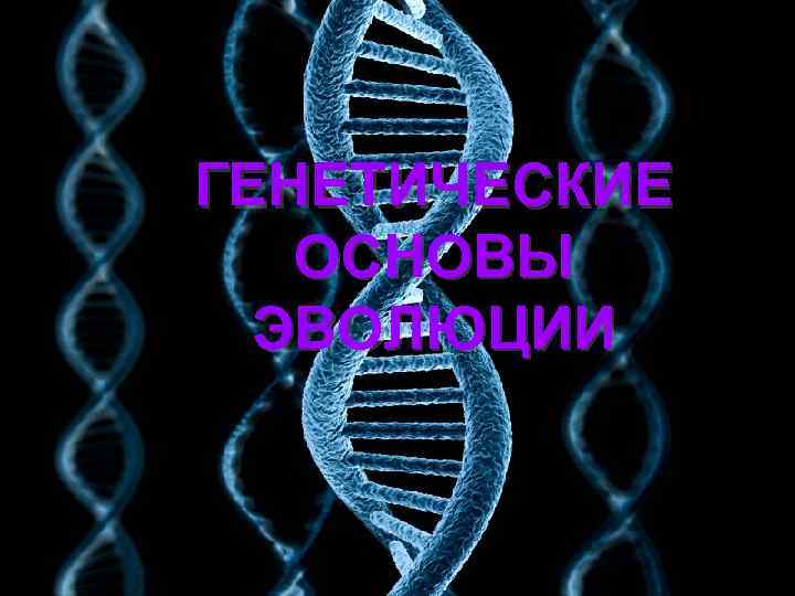 ГЕНЕТИЧЕСКИЕ ОСНОВЫ ЭВОЛЮЦИИ 