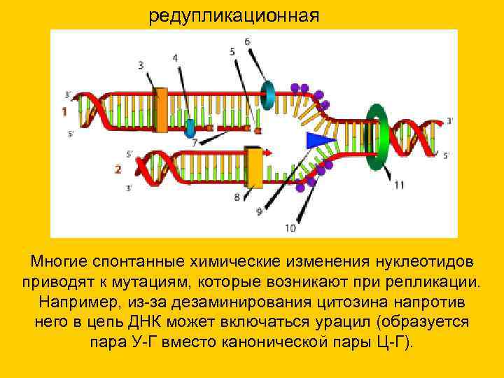 редупликационная Многие спонтанные химические изменения нуклеотидов приводят к мутациям, которые возникают при репликации. Например,