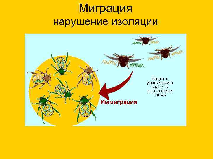 Миграция нарушение изоляции Ведет к увеличению частоты коричневых генов Иммиграция 