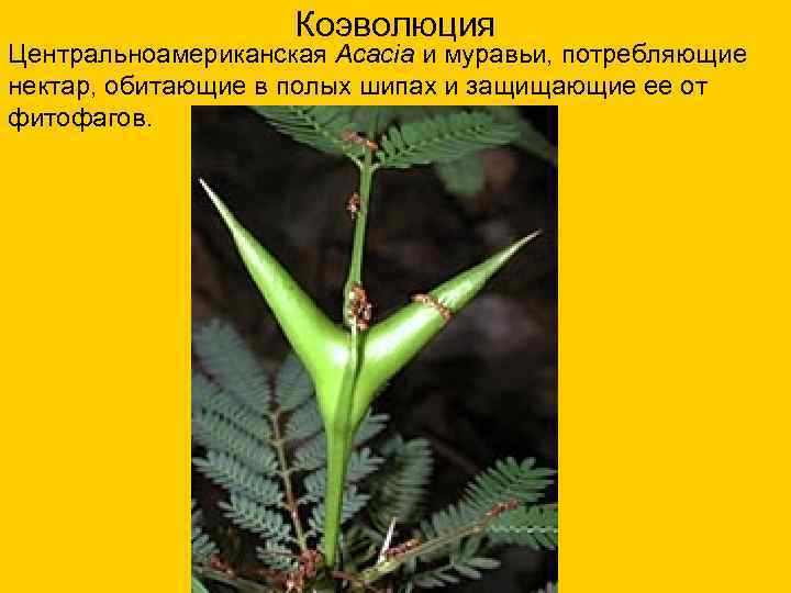 Коэволюция Центральноамериканская Acacia и муравьи, потребляющие нектар, обитающие в полых шипах и защищающие ее