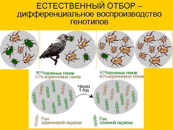 ЕСТЕСТВЕННЫЙ ОТБОР – дифференциальное воспроизводство генотипов зеленых генов коричневых генов Через 1 год Ген