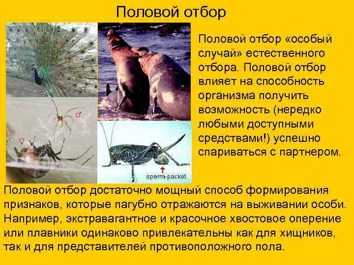 Половой отбор «особый случай» естественного отбора. Половой отбор влияет на способность организма получить возможность