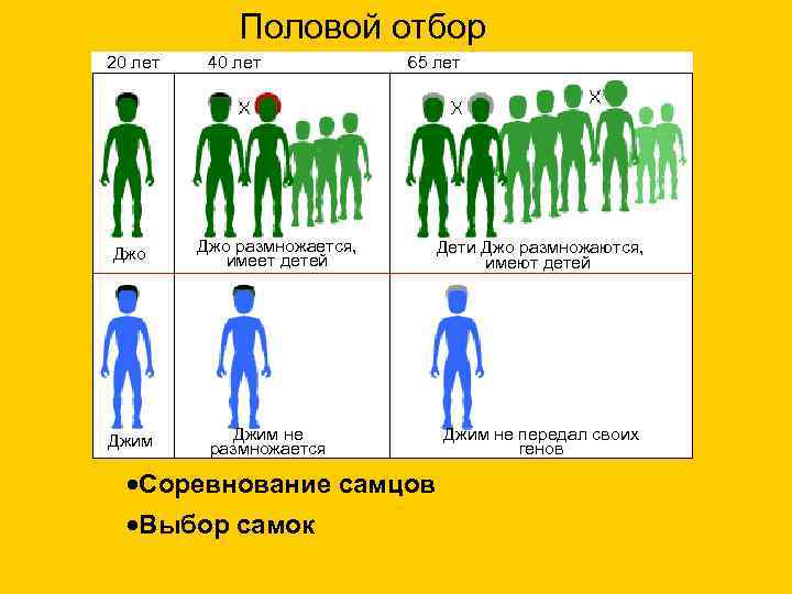 Половой отбор 20 лет Джо Джим 40 лет 65 лет Джо размножается, имеет детей